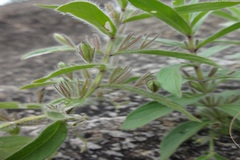 Indoneesiella echioides